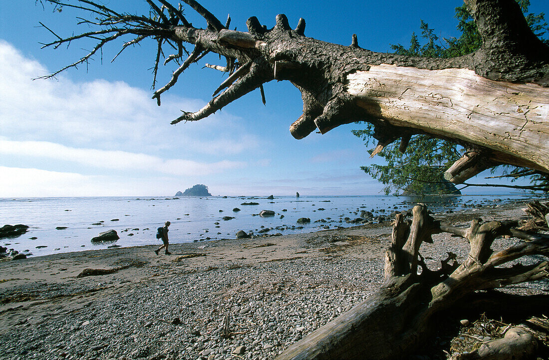 Person along the beach, Cape Alave, near Ozette, Olympic National Park, Washington, USA