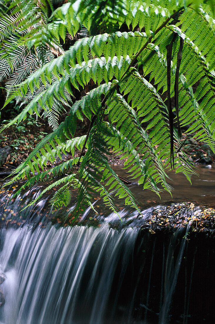 Fern, Cyathea Falls, Tarra Valley, Tara Bulga Nat.Parc Victoria, Australia