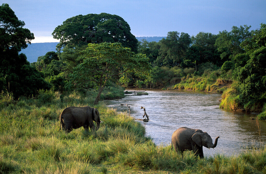 Elefanten am Mara Fluß, Masai Mara National Reserve, Kenia, Afrika