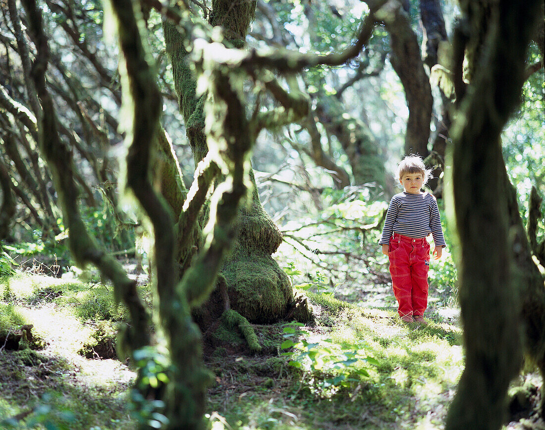 Child standing at sunlit bay forest, Raya de la Llania, El Hierro, Canary Island, Spain, Europe