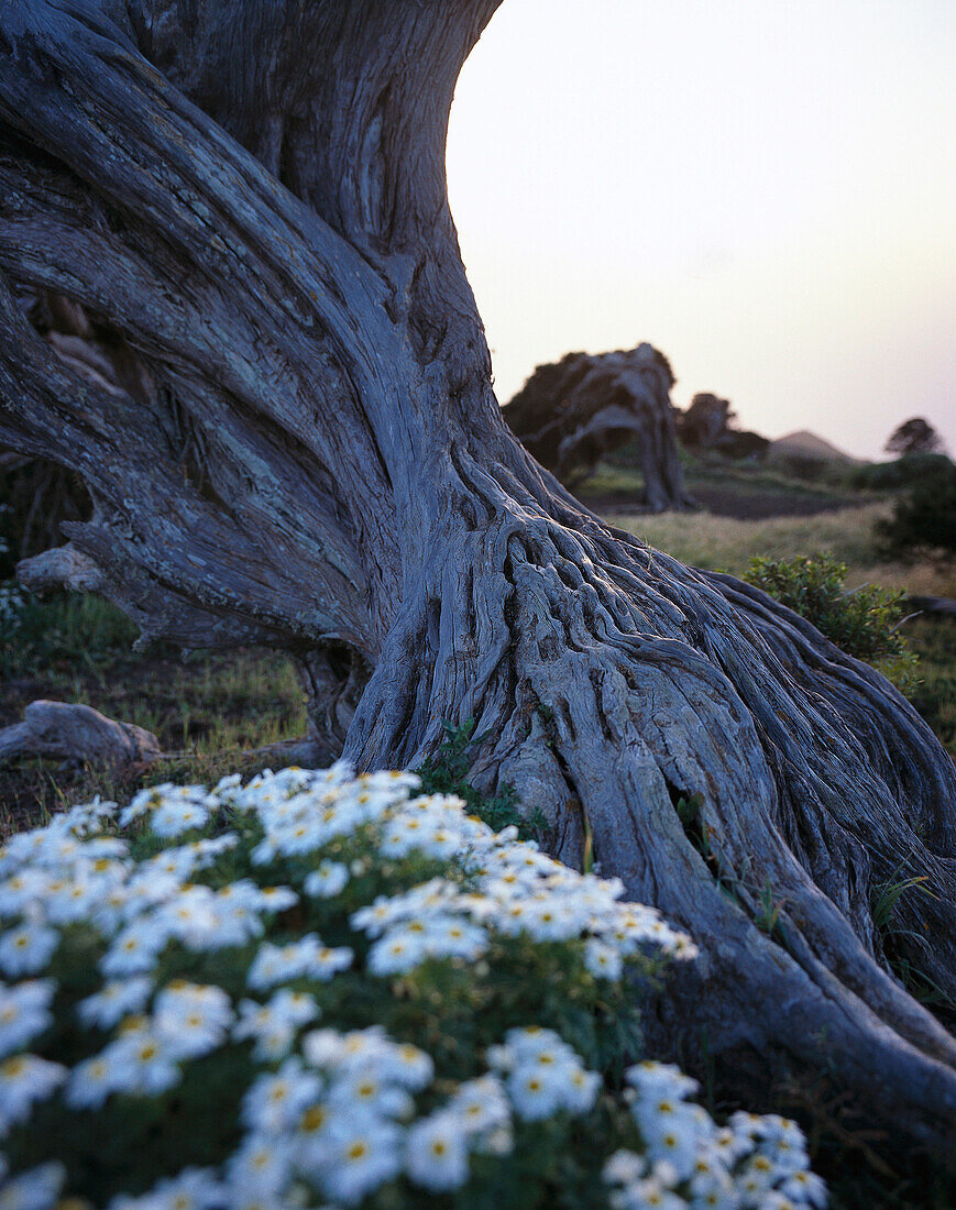 Juniper tree, El Sabinar, El Hierro, Canary Islands, Spain