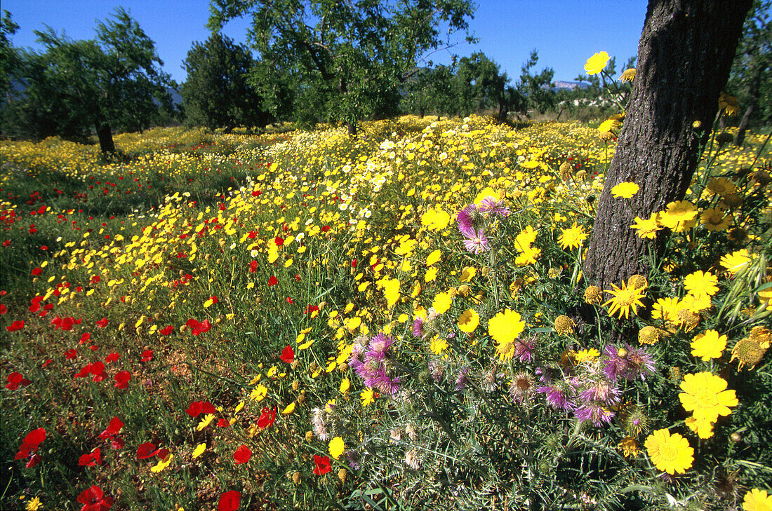 Gelbe Margeriten und Mohn, Mandelbaeume b. St. Maria del Cami Mallorca, Balearen, Spanien