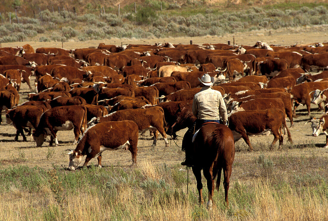Cowboy auf einem Pferd vor einer Rinderherde, LX Ranch, Amarillo, Texas, USA, Amerika