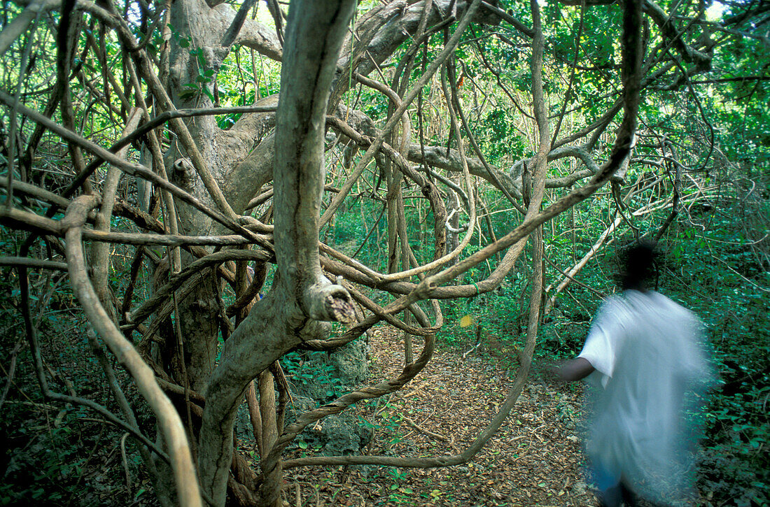 Ranger between liane trees, Coral Rag Forest, nature reserve, Chumbe Island, Sansibar, Tanzania