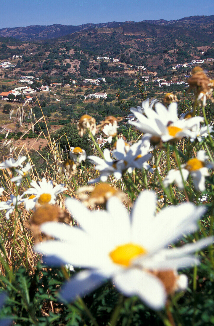 Marguerites, Valley, Serra do Caldeirao Tavira, Algarve, Portugal