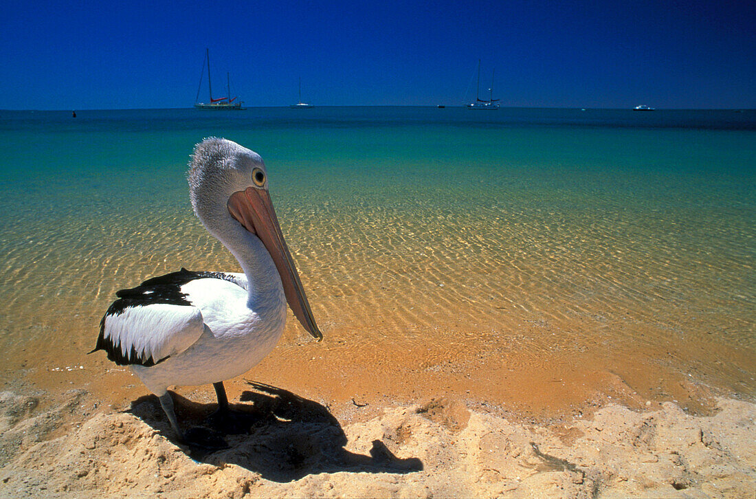 Pelikan am Strand im Sonnenlicht, Shark Bay, Monkey Mia, Westaustralien, Australien