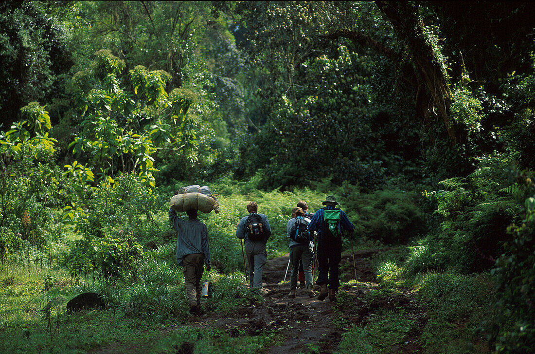 Trekkinggruppe, Waldzone, Kilimanjaro Tansania
