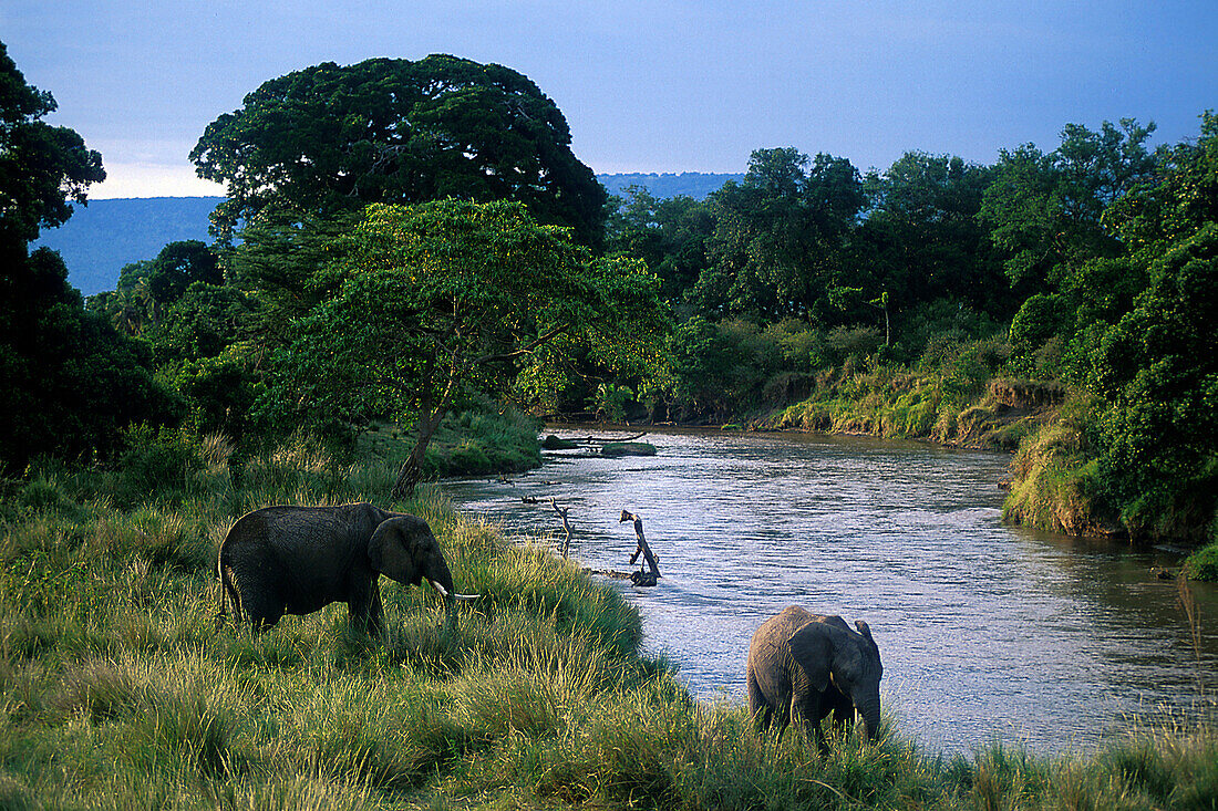 Elefanten am Mara Fluss, Masai Mara National Reserve Kenia