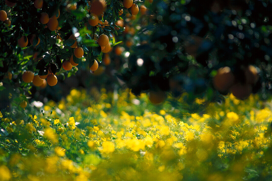 Orangenbäume und Blumenwiese im Sonnenlicht, Fornalutx, Mallorca, Spanien, Europa