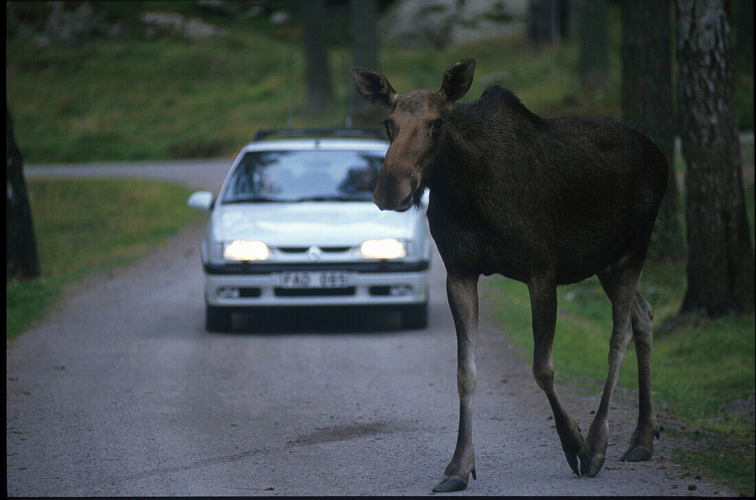 Elch auf Straße, Safaripark Kolmarden-, bei Norrköping, Östergötland, Schweden