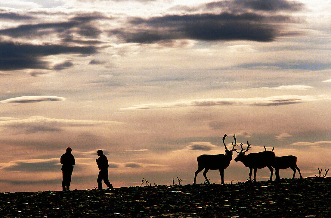 People with reindeers, Mageroya, Finnmark, Norway