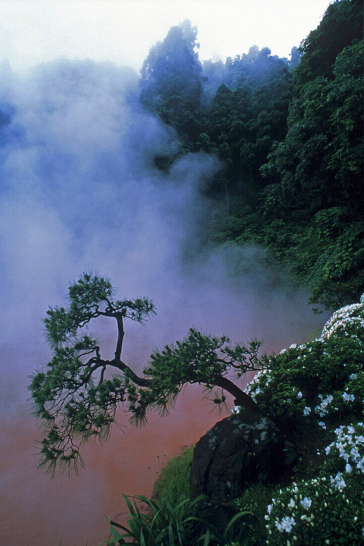 Tree at slope with fog, Japan