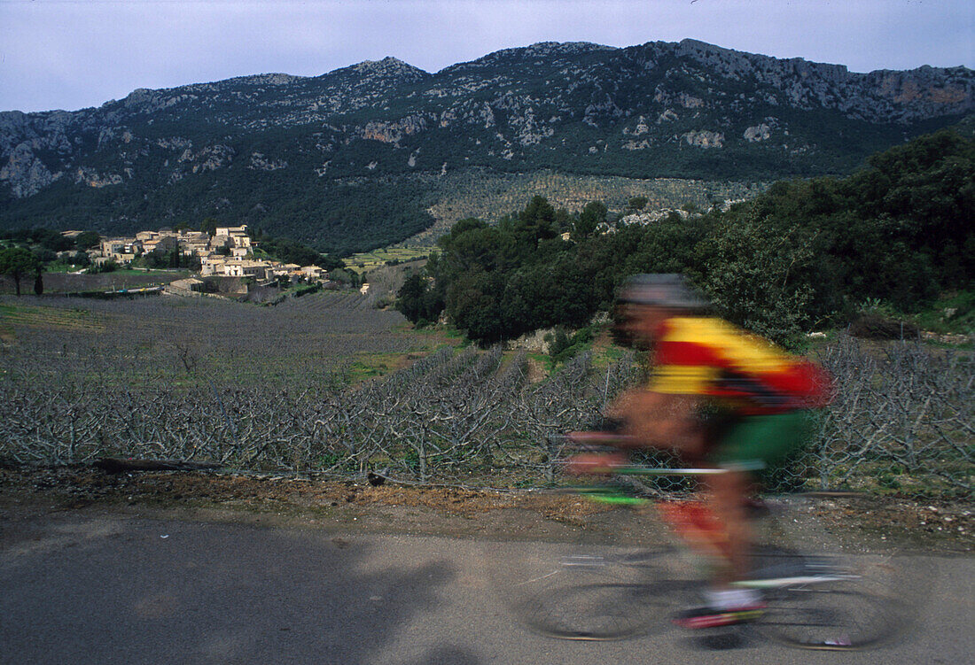 Rennradfahrer, Blick über Obst-, plantage, Dorf Orient Mallorca, Spanien