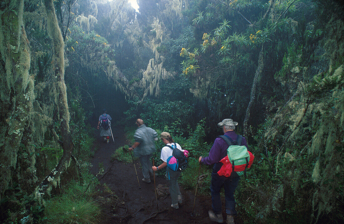 Anfang der Waldregion 2900m, , Mount Kilimanjaro Tansania