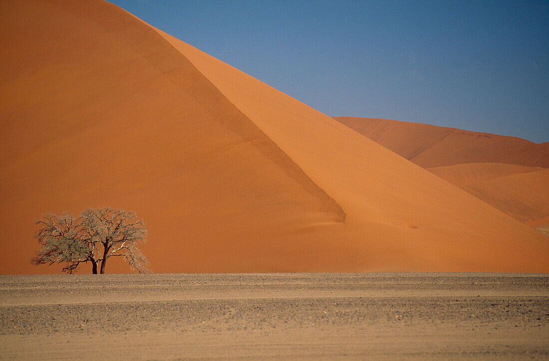 Dune 45, Sand dunes at Sossusvlei, Sesriem, Namib Desert, Namib Naukluft National Park, Namibia