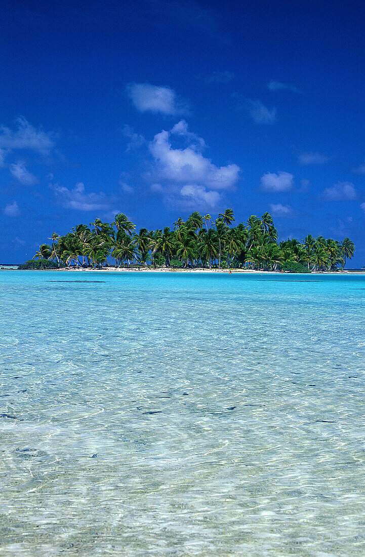 Insel Motu, an Blauer Lagune, Rand des Atolls Rangiroa, Tuamotu Inseln Französisch-Polynesien