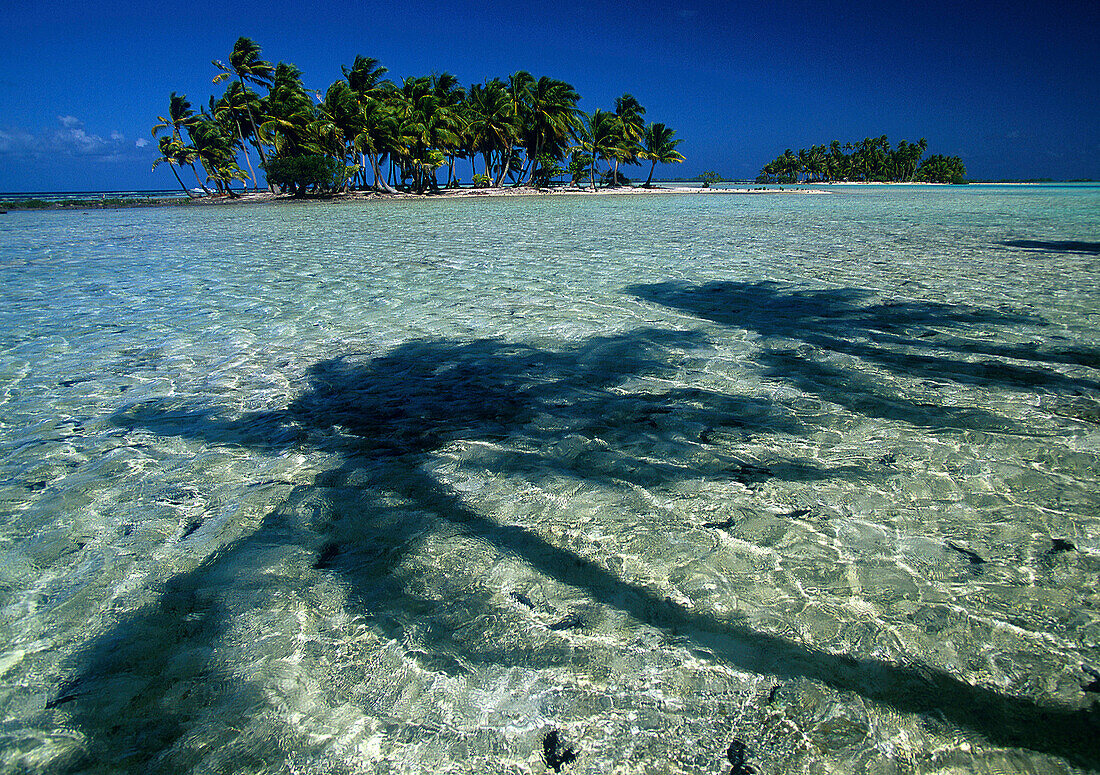 Kokospalmen auf Motus Inseln, , Blaue Lagune, Rand Atoll Rangiroa Tuamotus, Französisch-Polynesien