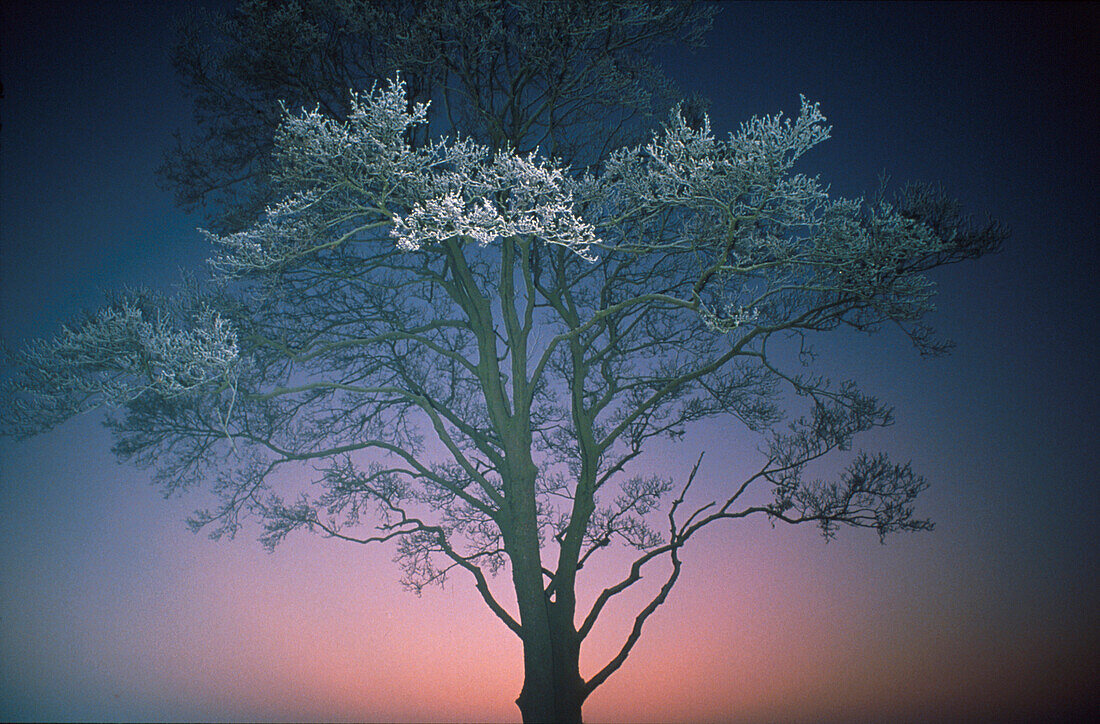 An alder tree with frost in a winter landscape at dusk, Lower Saxony, Germany