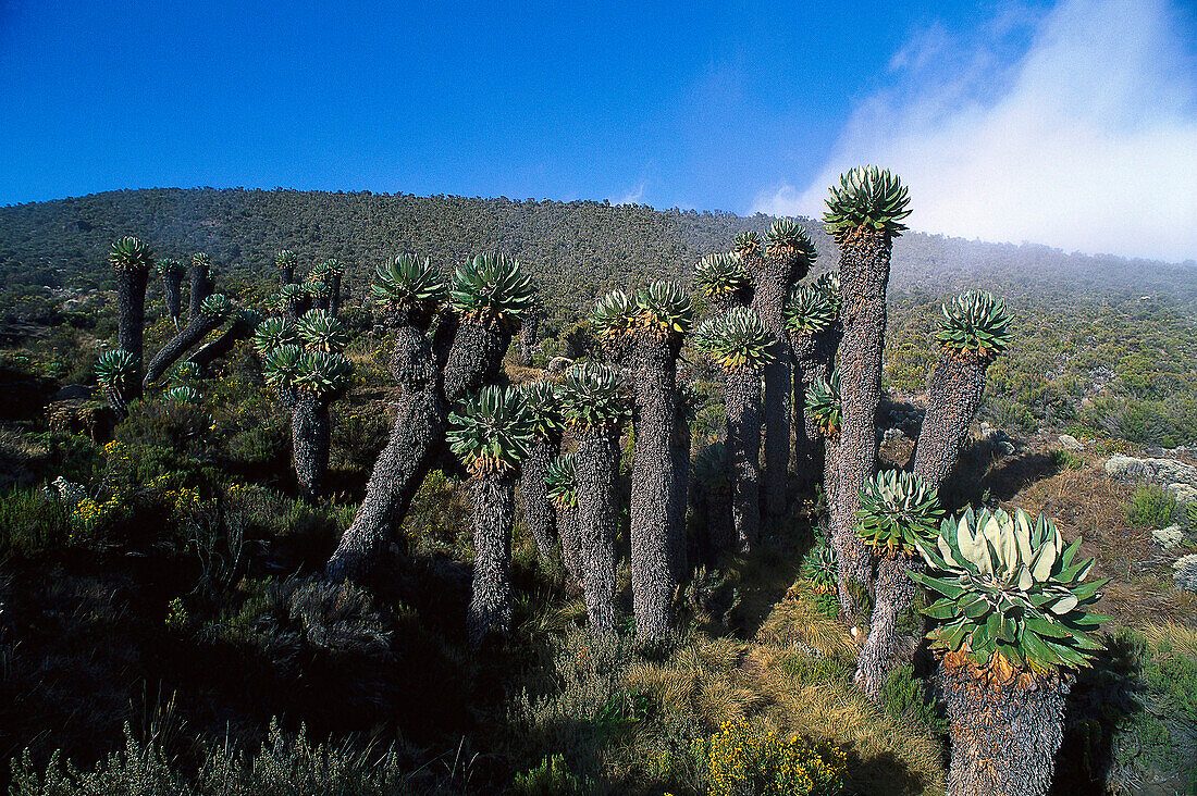 Riesensenecien oberhalb Horombo, ca. 3900m, Kilimanjaro Tansania