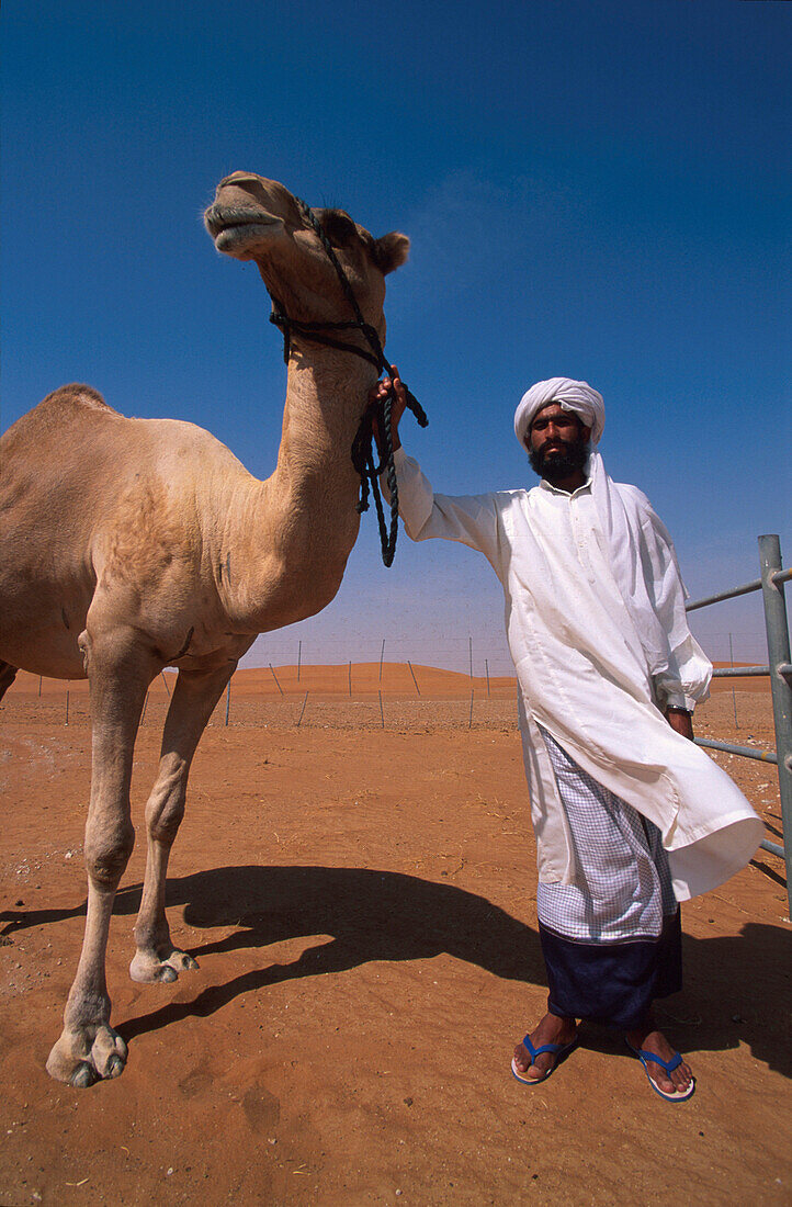 Rennkamel, Zuchtstation v. Scheich, Khalifa, in Al-Ain, Abu Dhabi Vereinigte Arabische Emirate