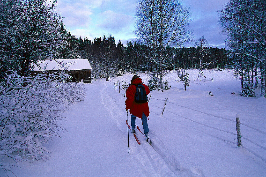 Skilanglaeufer entlang verschneiter Wiese, Winterlandschaft suedl. von Boras Vaestergoetland, Schweden