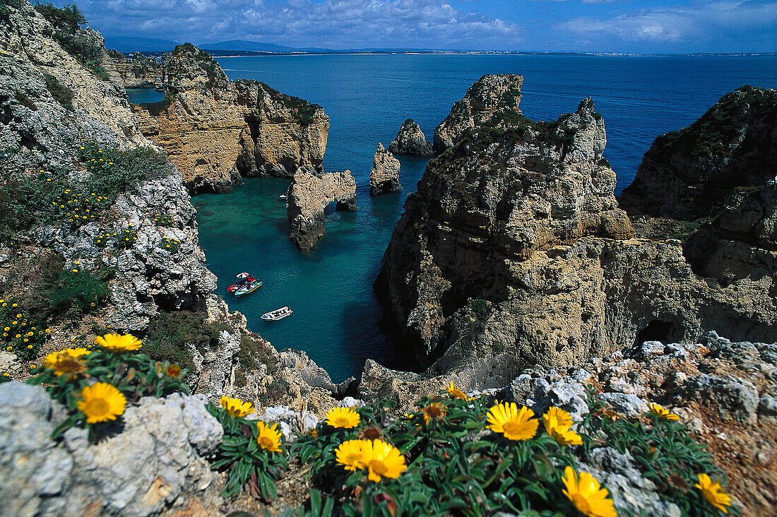 Blumen an der Steilküste von Ponta da Piedade im Sonnenlicht, Algarve, Portugal, Europa