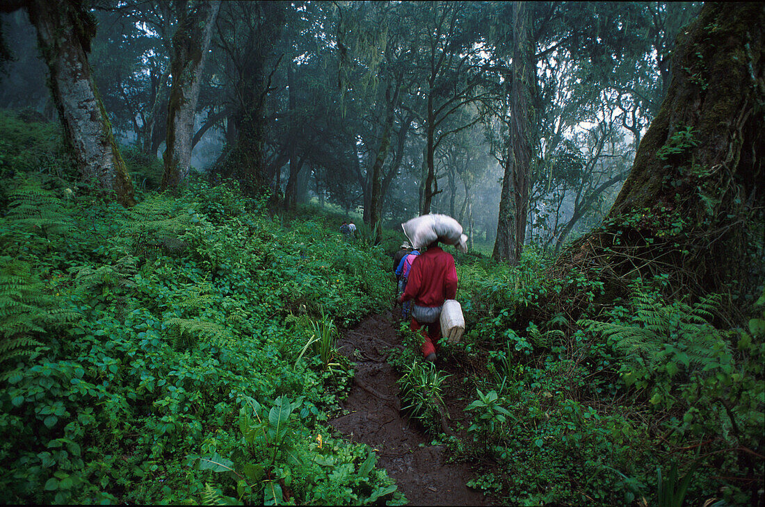 Traeger John, Wald oberhalb Mandara, Kilimanjaro Tansania