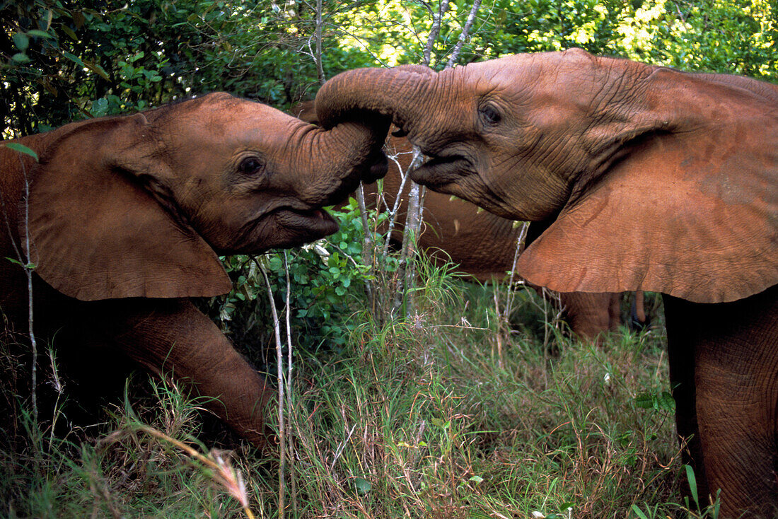 Junge, Afrikanische Elefanten