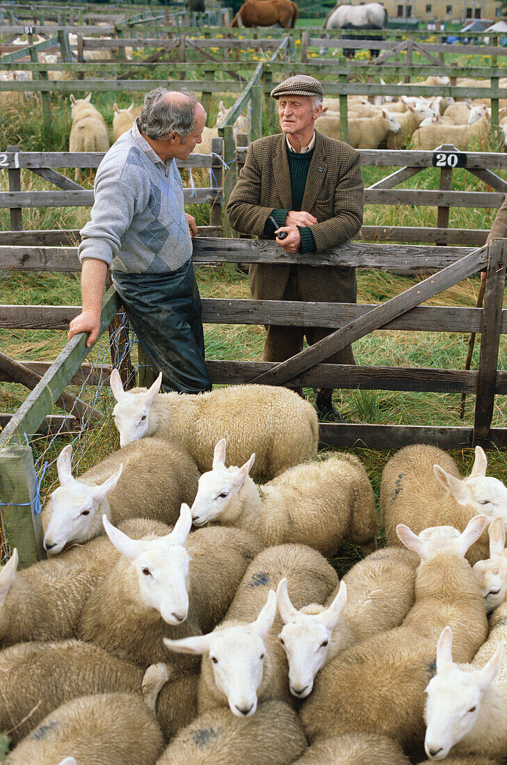 Shepherds and sheep near Dunbeath, Caithness, Scotland, Great Britain