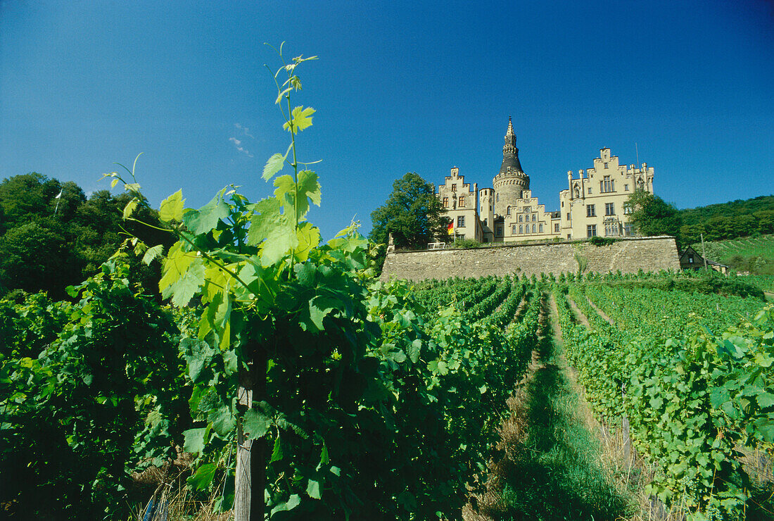 Grape-vines in front of Castle Arenfels near Bad Hoenningen, Rhineland-Palatinate, Germany