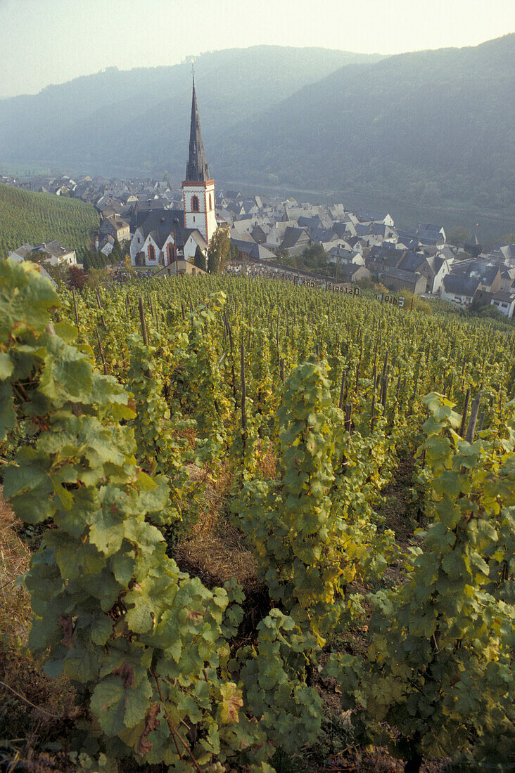 Weinberg und Dorf, Edinger-Eller, an der Mosel, Rheinland-Pfalz, Deutschland