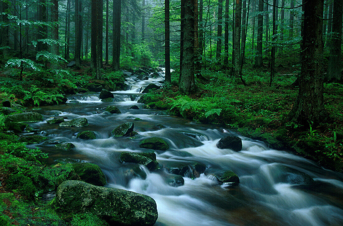 Waldbach, Kleine Ohe, Nationalpark Bayer. Wald Bayern, Deutschland