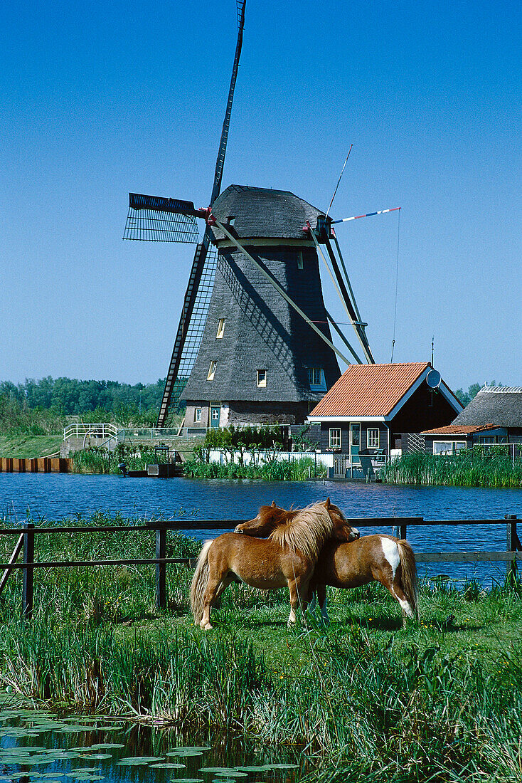 Pferde auf einer Wiese, Windmühle im Hintergrund, Kinderdijk, Niederlande