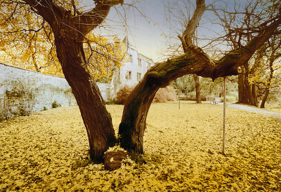 Ginkgo tree circa 250 years old, Saxony-Anhalt, Germany