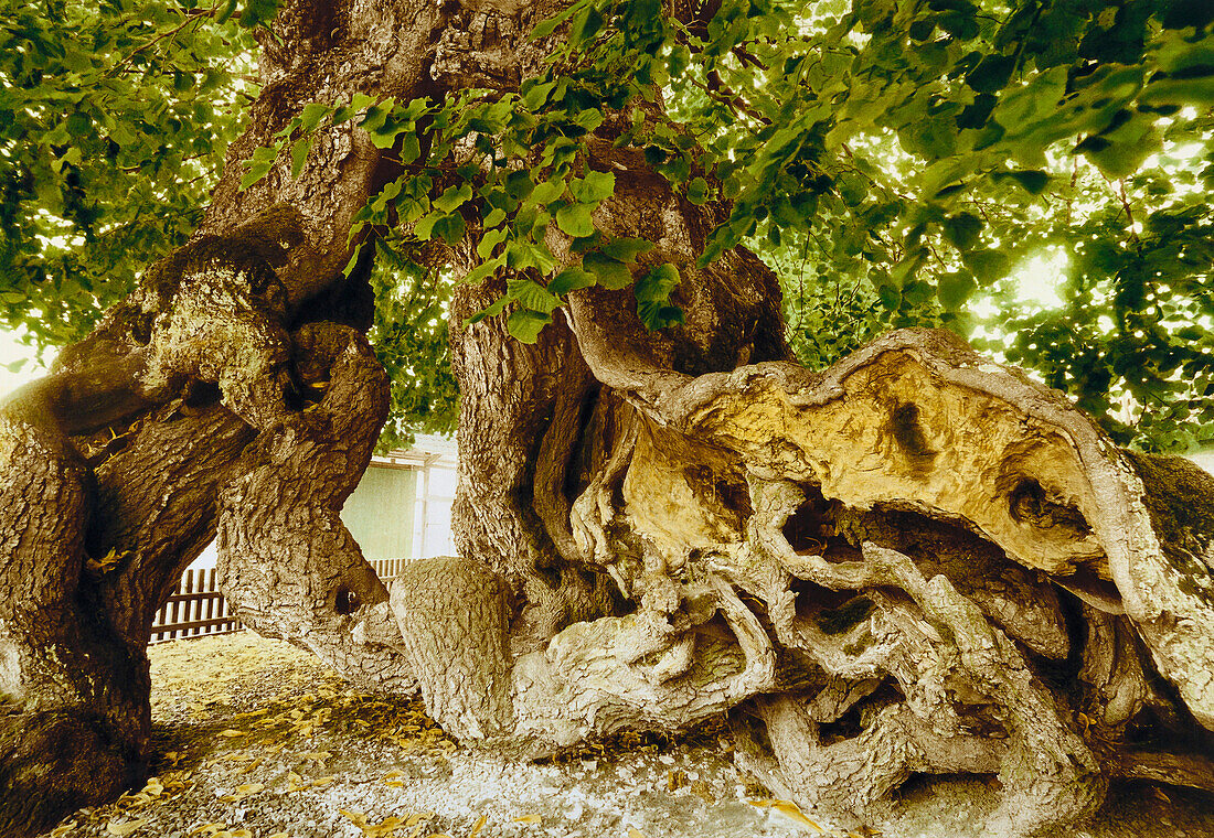Lime tree circa 1000 years old, Lower Saxony, Germany