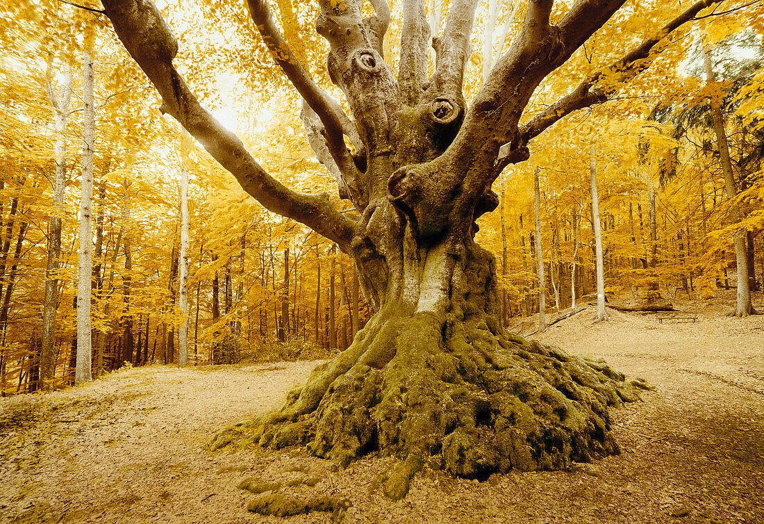 Beech tree in forest, circa 300 years old, North Rine-Westphalia, Germany