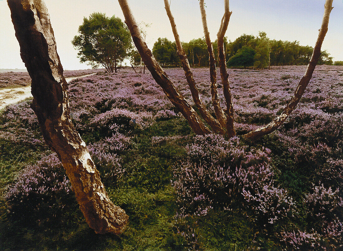 E. George, In Pursuit of the Proper Sinner, Heath landscape with heather, Derbyshire, England, Great Britain