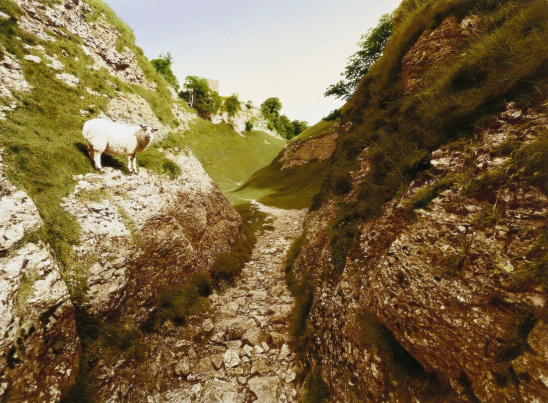 E. George, Undank ist der Väter Lohn, Hügellandschaft mit Schaf, Castleton, Peak District, Derbyshire, England, Großbritannien