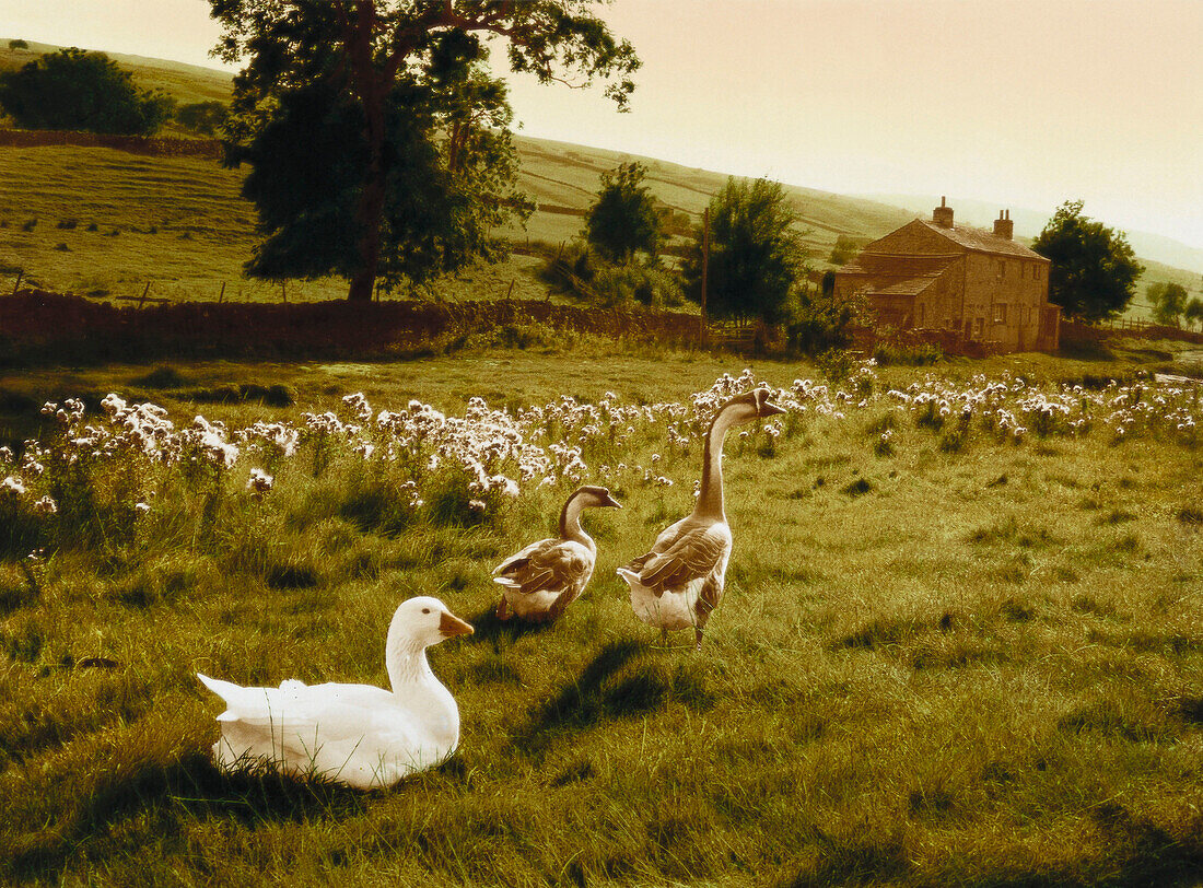 E. George, Gott schütze dieses Haus, Gänse auf dem Bauernhof, Yorkshire, England, Großbritannien