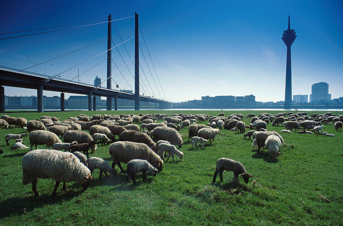 Schafe auf der Rheinwiese, Rheinturm, Duesseldorf Nordrhein-Westfalen, Deutschland