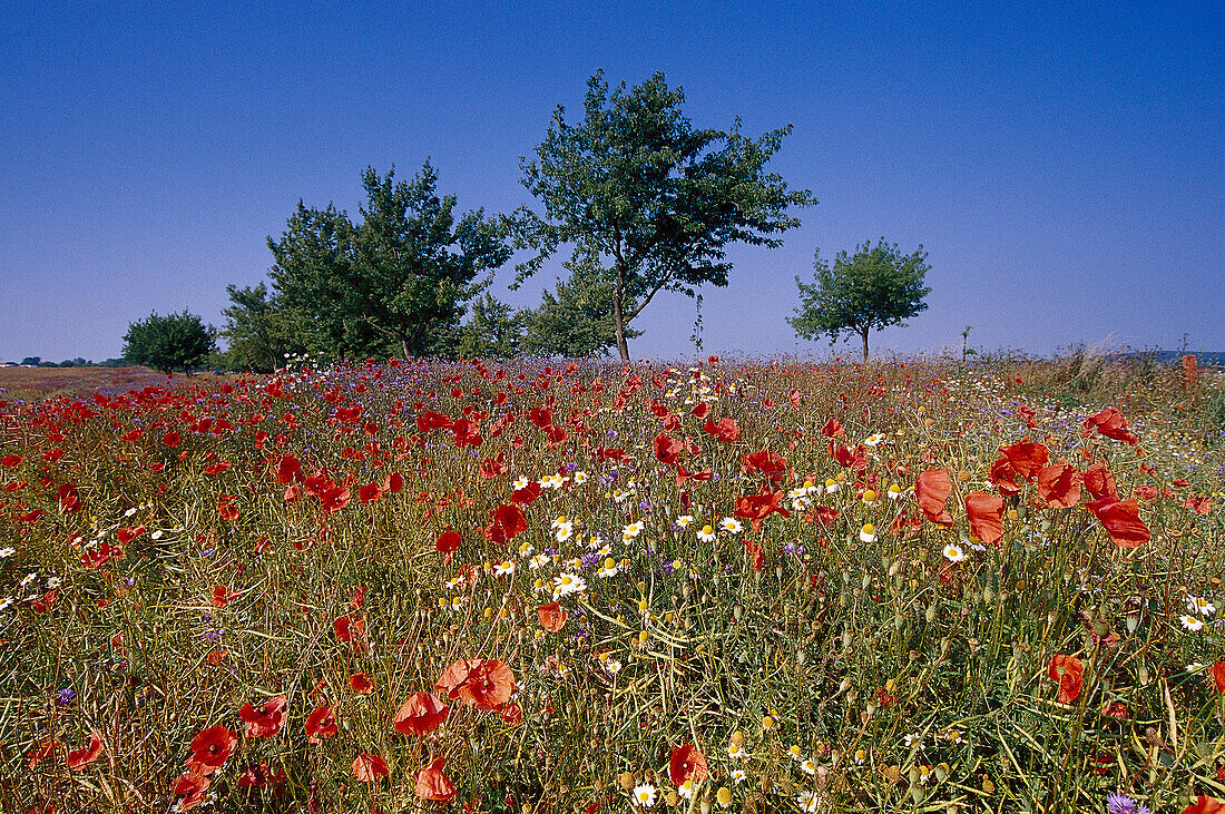 Blumenwiese, Mecklenburgische Seenplatte Meck.- Vorpommern, Deutschland