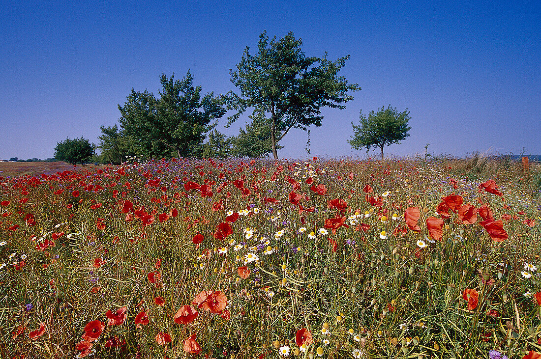 Fieldflowers, Mecklenburg Lake District, Mecklenburg-Western Pomerania, Germany
