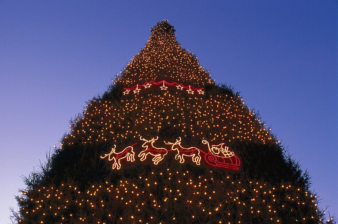 The biggest christmas tree worldwide, christmas market of Dortmund, North Rhine-Westphalia, Germany