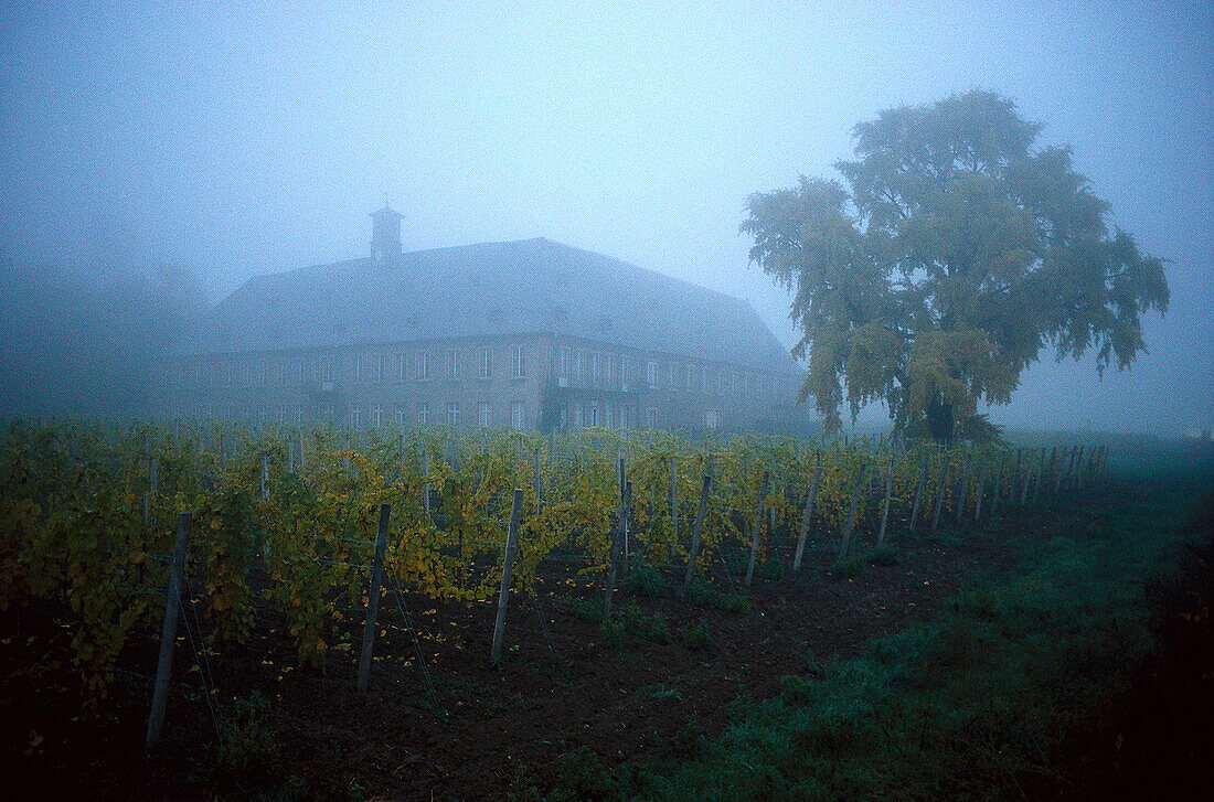 Mist over winery and vineyard, Geisenheim, Hesse, Germany