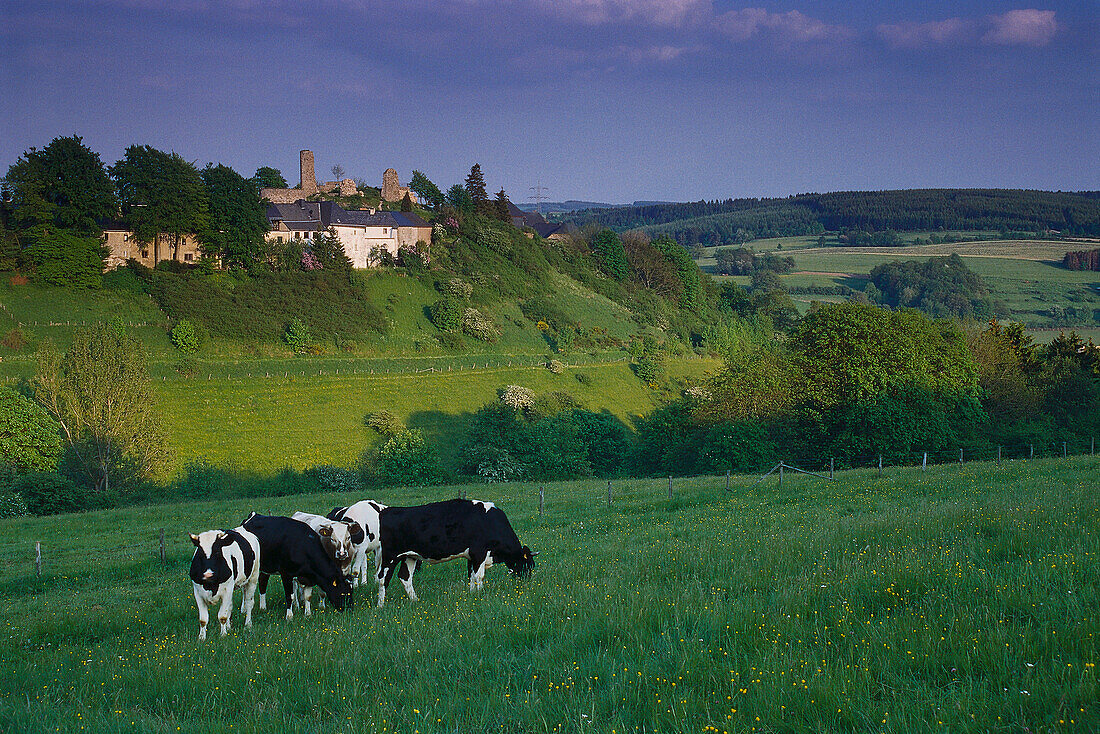 Cows on pasture, Kronenburg in background, Eifel, North Rhine-Westphalia, Germany