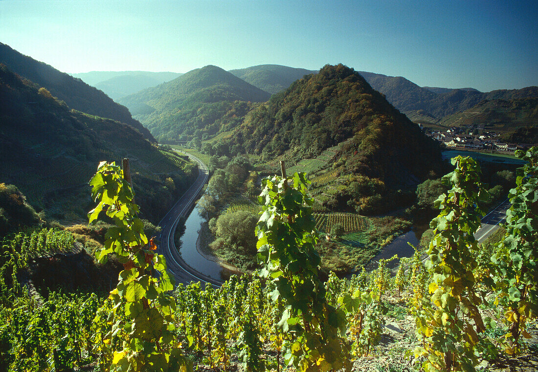 Grapevine above Ahrtal, Eifel, Rhineland-Palatinate, Germany