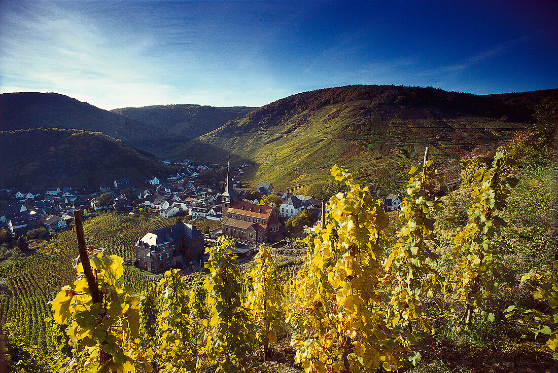 Vineyard near Mayschoss, Ahrtal, Eifel, Rheinland-Pfalz, Germany