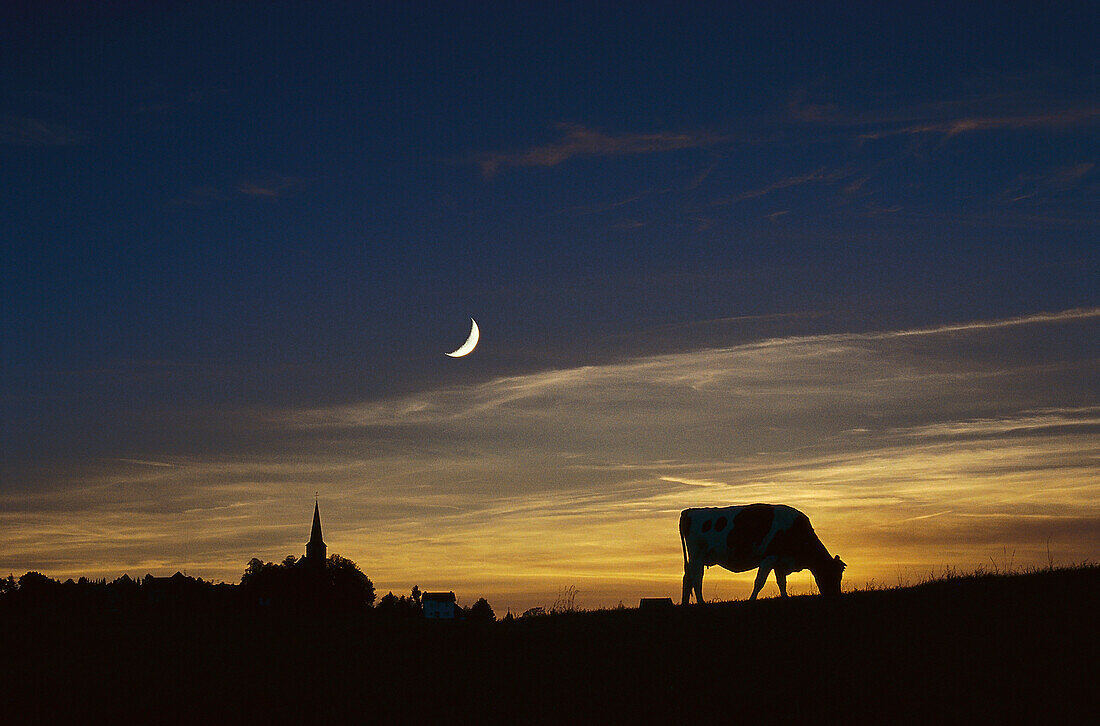 Cow on meadow near Effelsber, Eifel, North Rhine-Westphalia, Germany