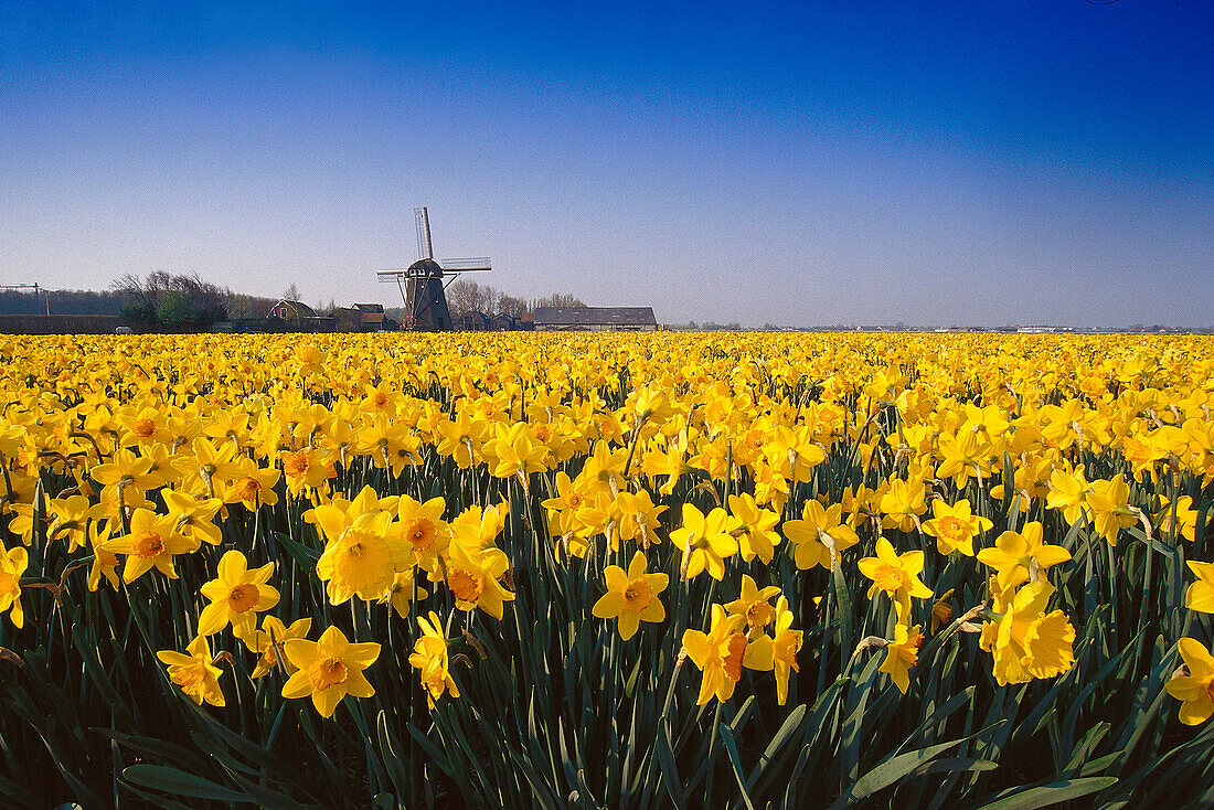 Field full of yellow daffodils, Leiden, Netherlands