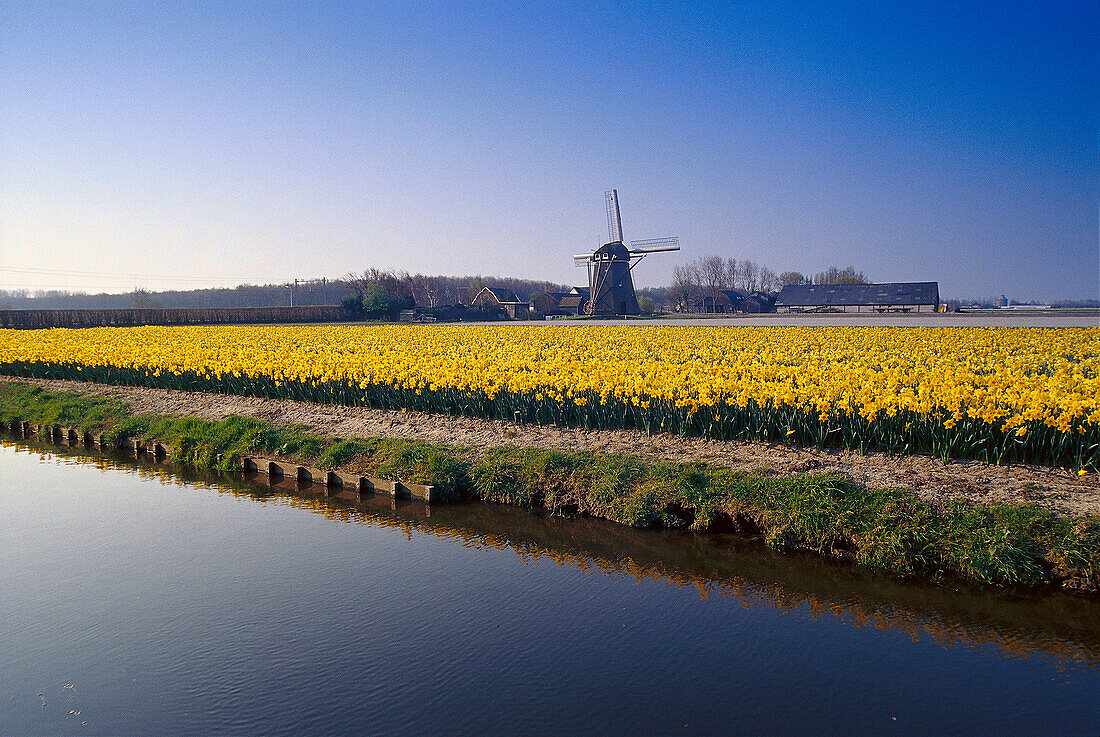 Daffodilfield, Hillegom Netherlands